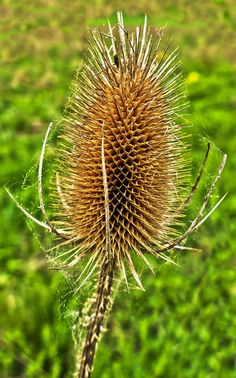 card  infructescence  dried free photo