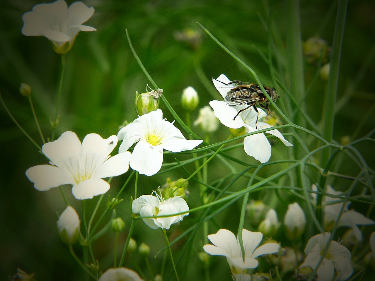 cardamine fly flowering plant free photo