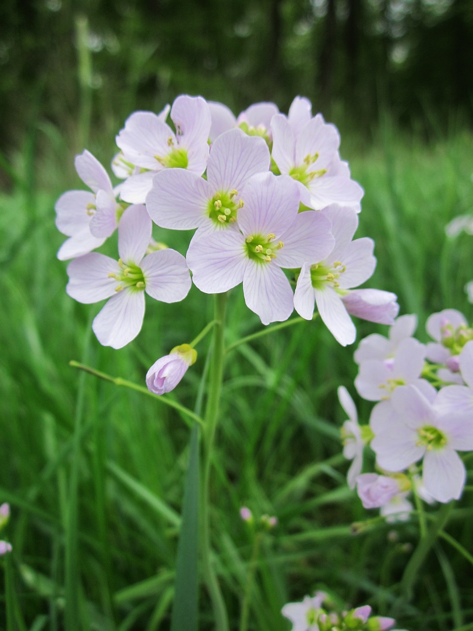 cardamine pratensis cuckooflower lady's smock free photo