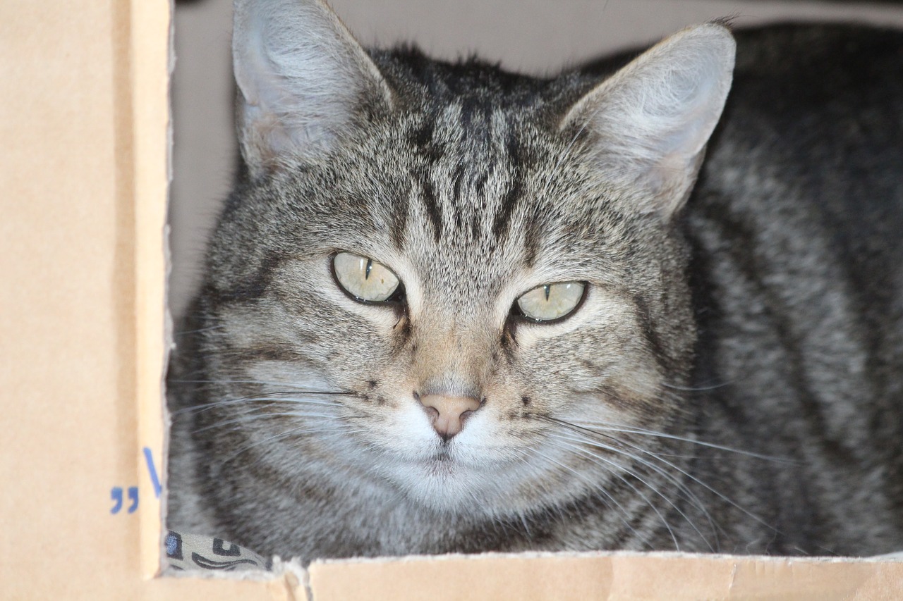 cardboard cat cat face free photo