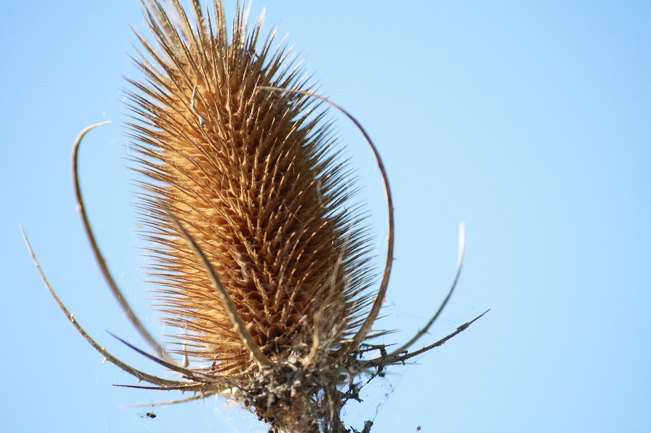 cardère  plant  nature free photo