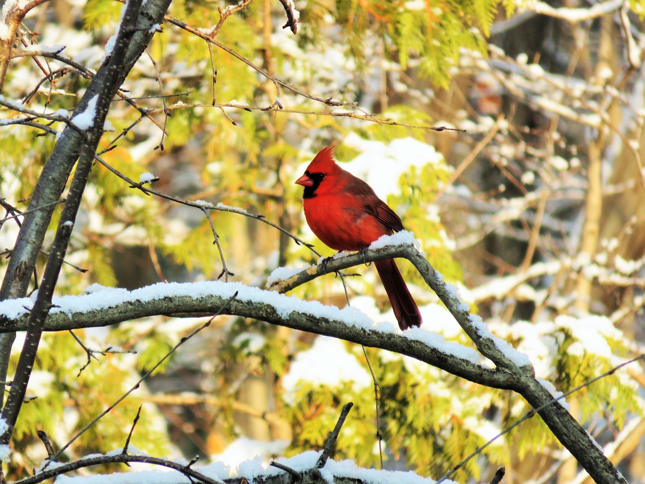 cardinal male bird free photo