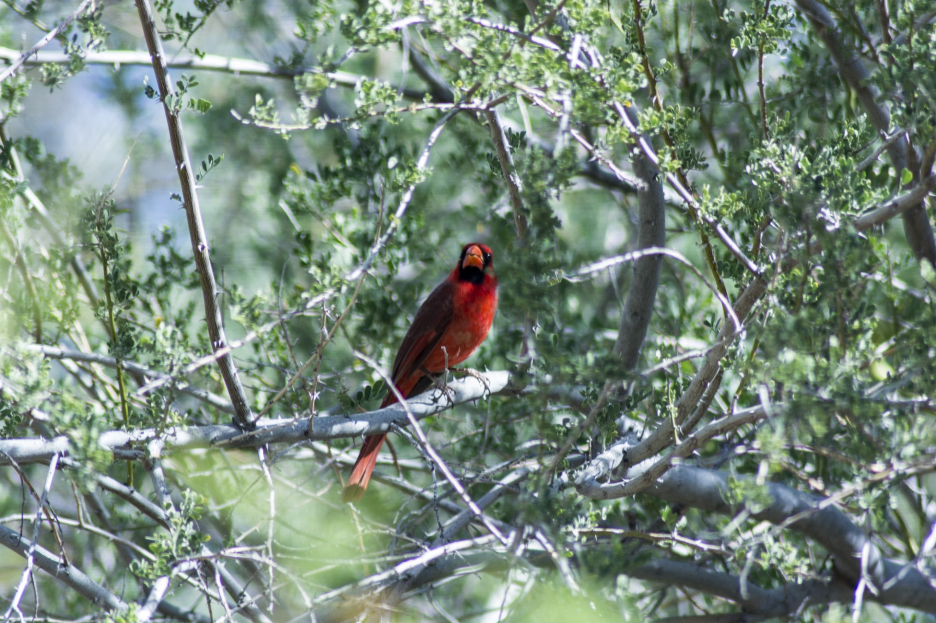 cardinal bird nature free photo