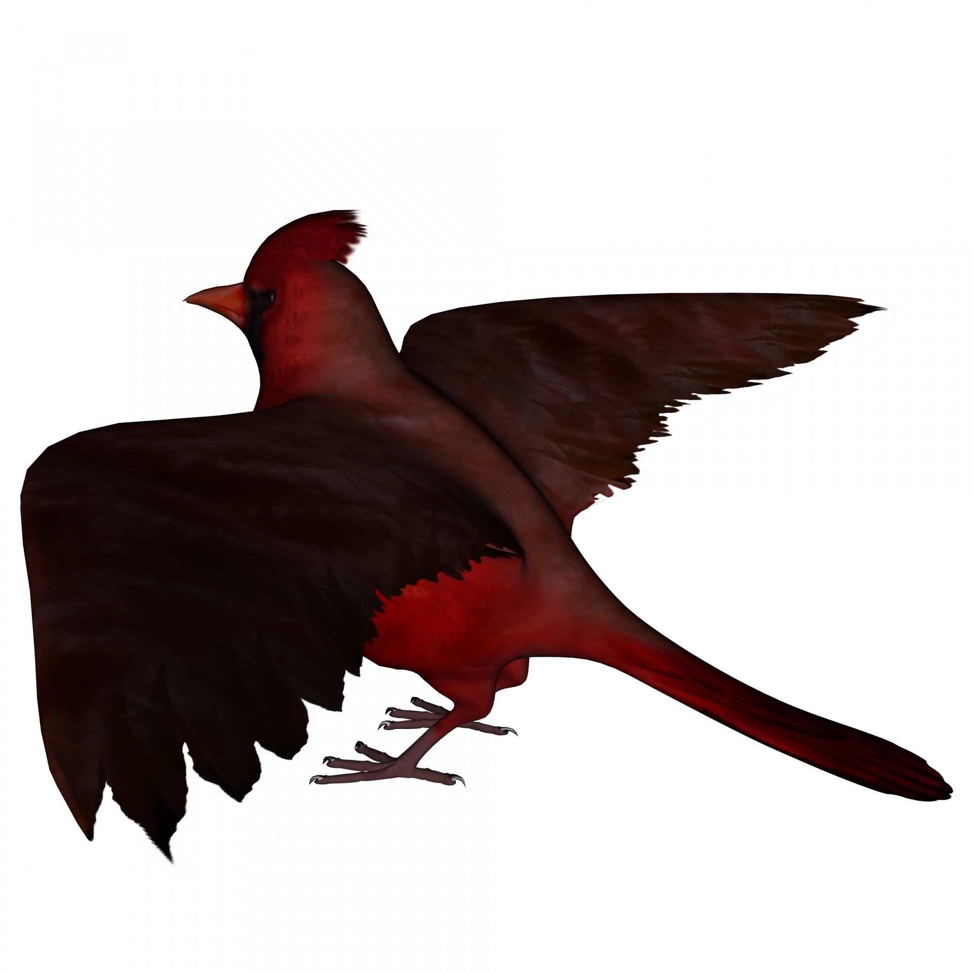 redbird finch bird free photo