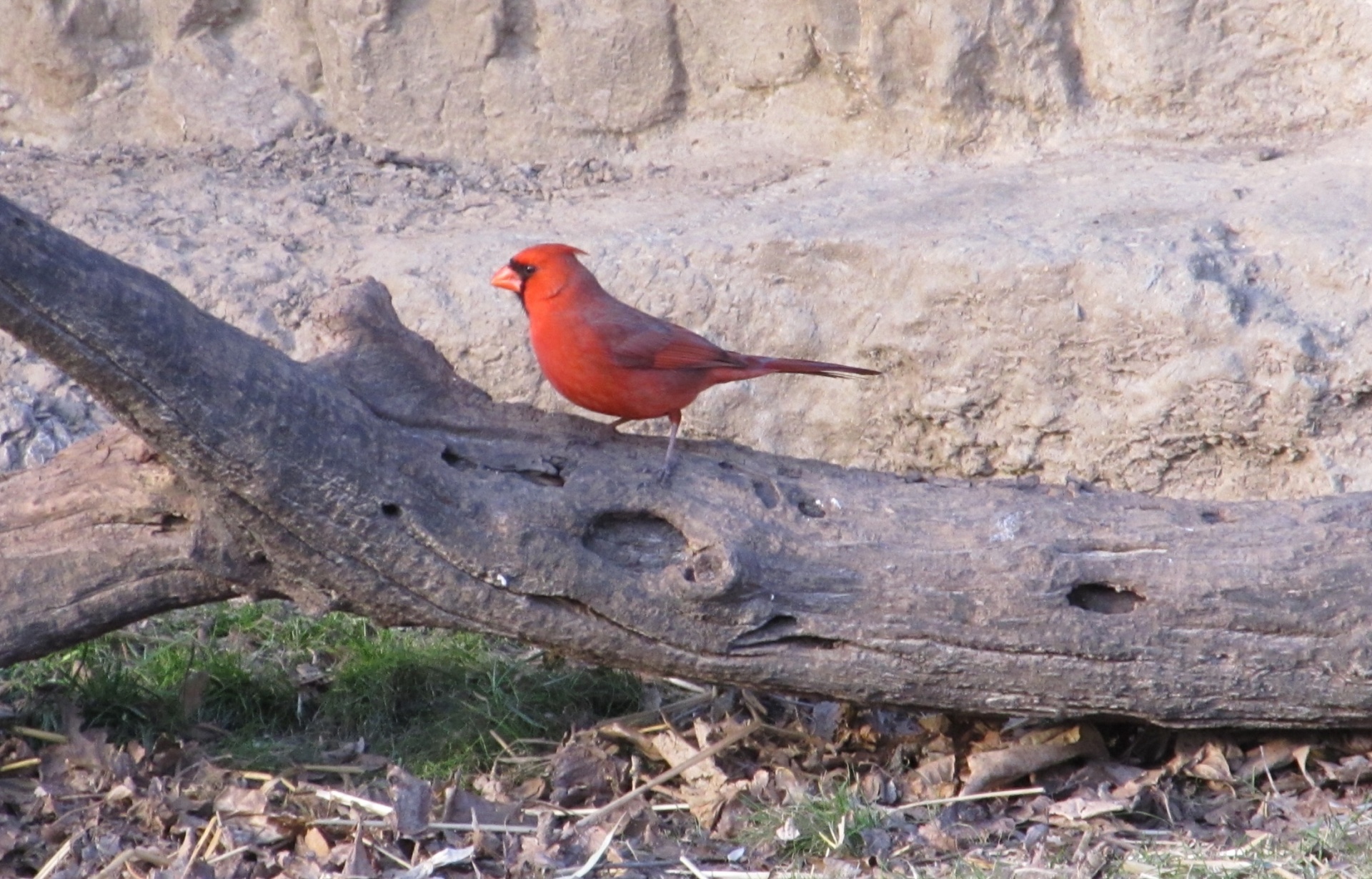 cardinal northern red free photo