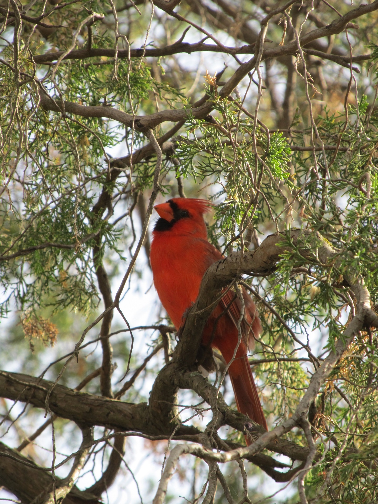 cardinal bird red free photo