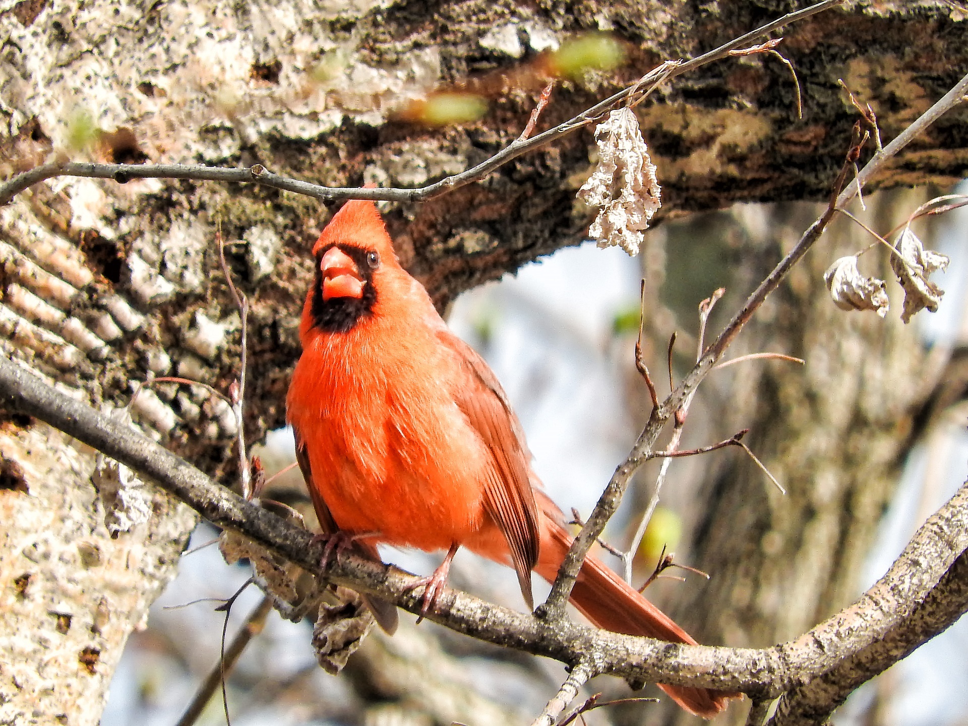 bird cardinal male free photo
