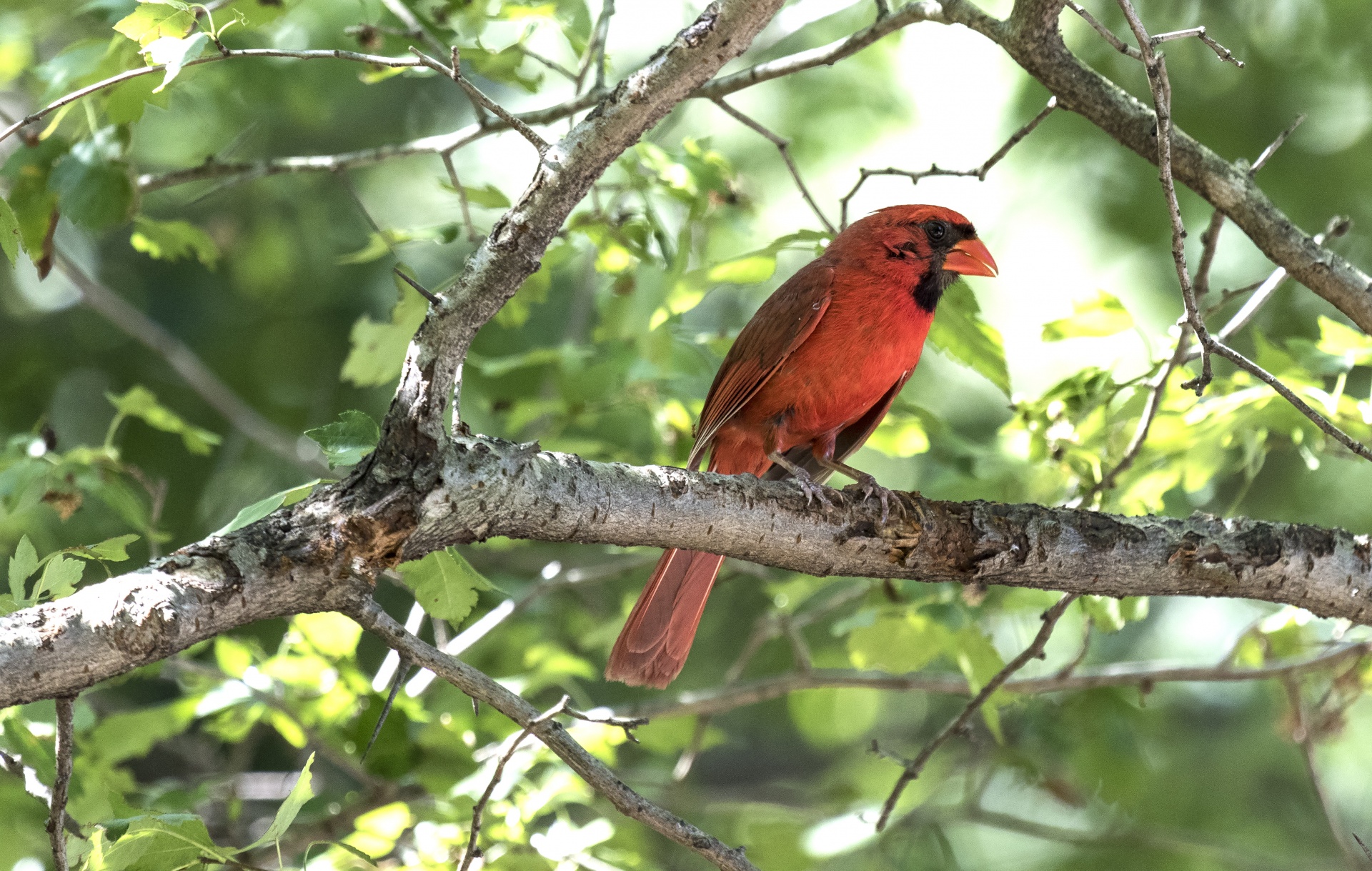 birds cardinal tree free photo