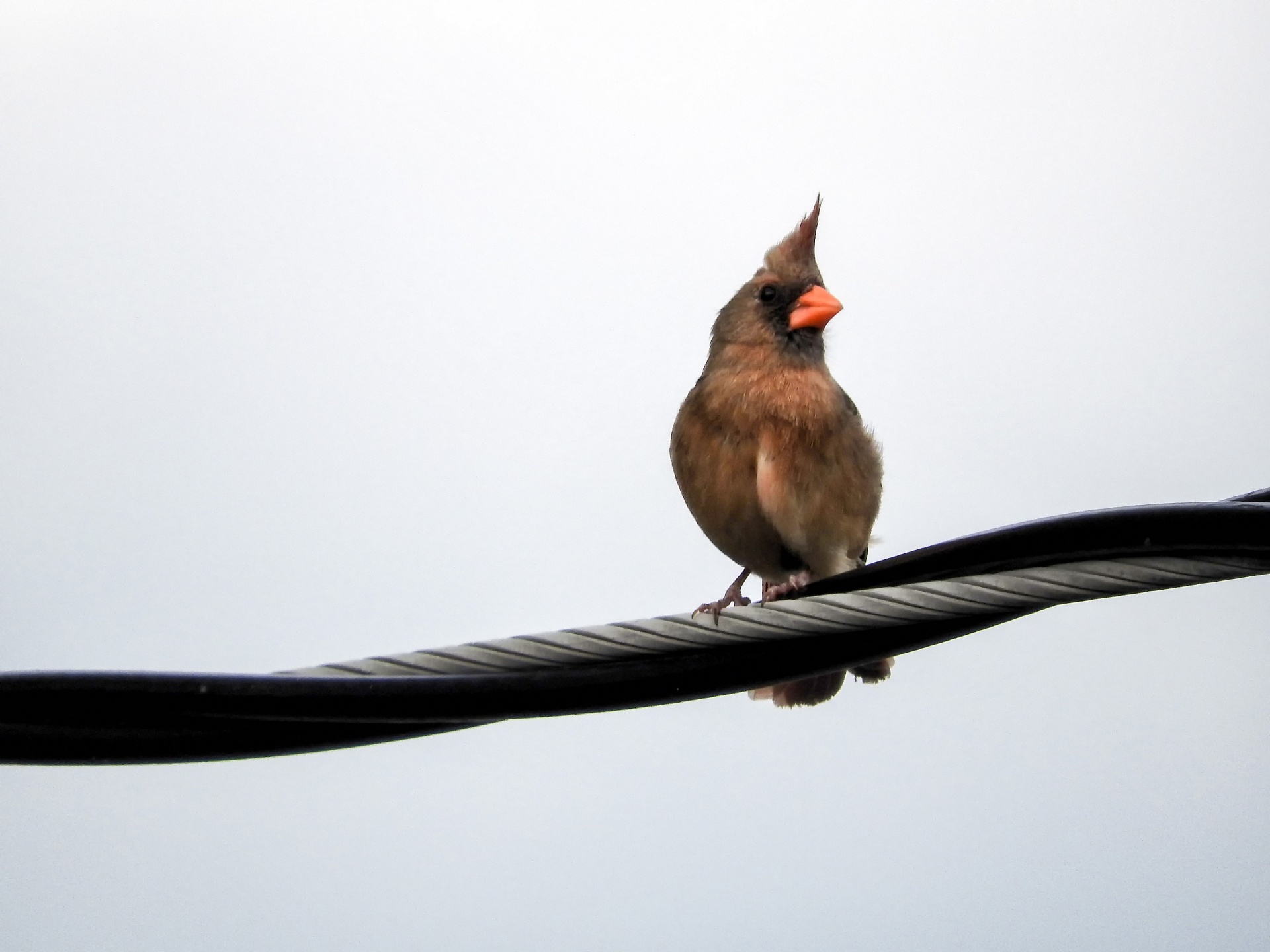 cardinal bird wildlife free photo