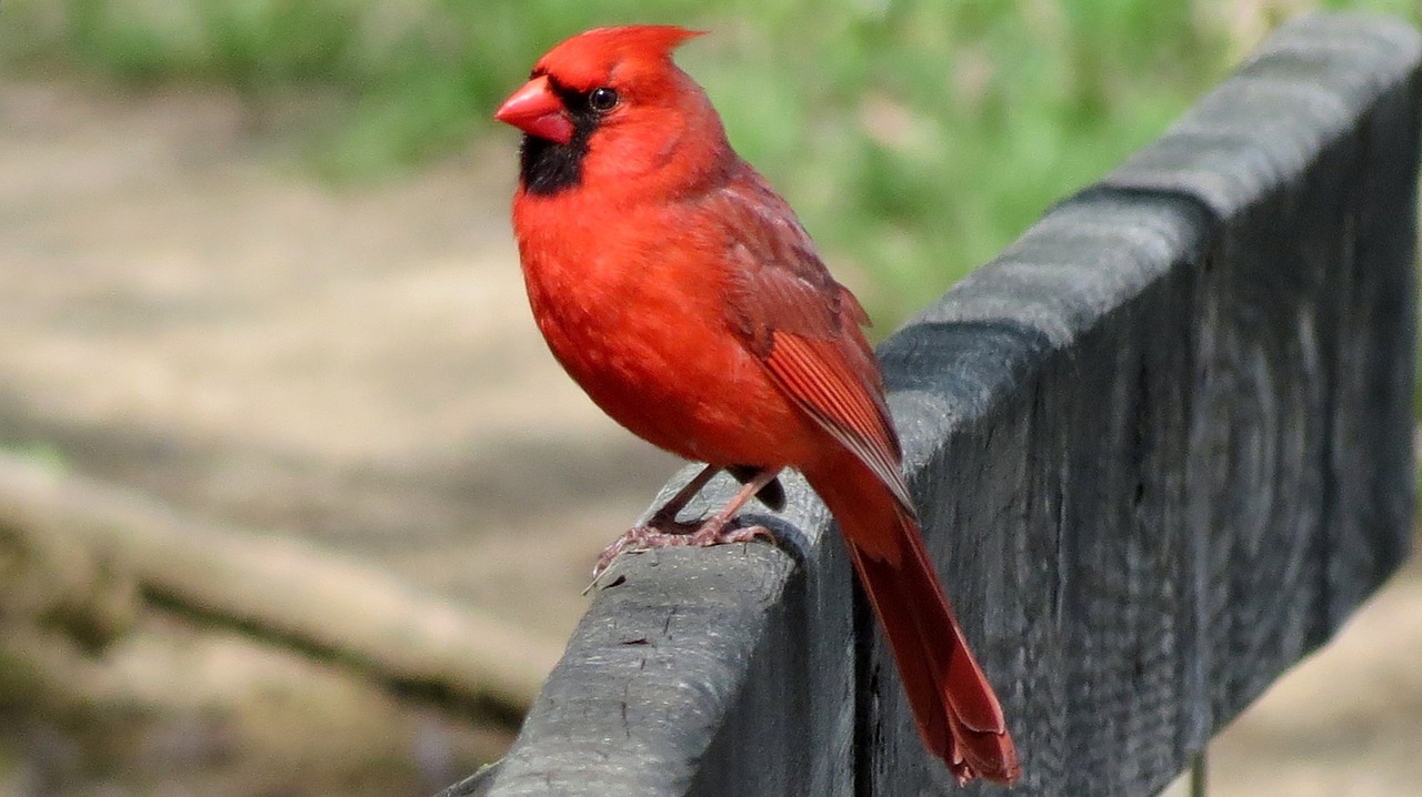 cardinal male redbird free photo
