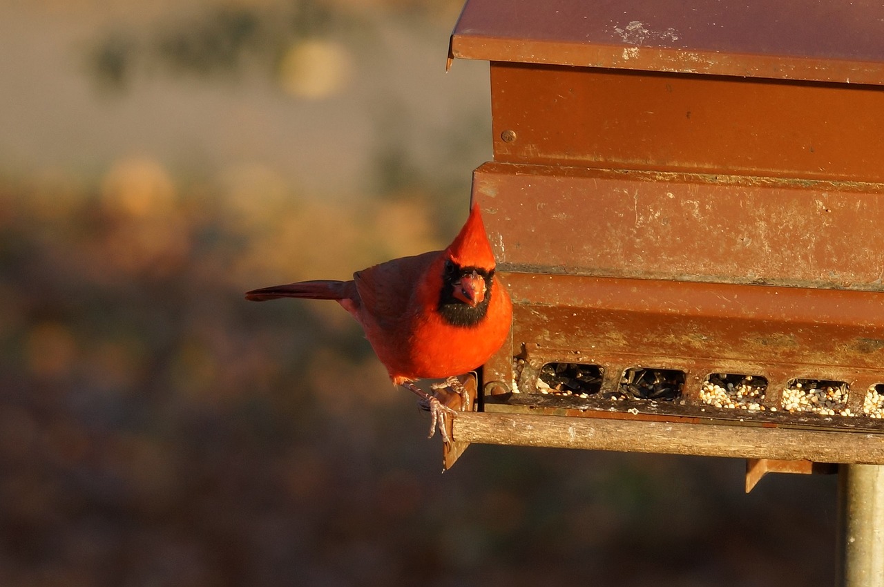 cardinal male redbird free photo