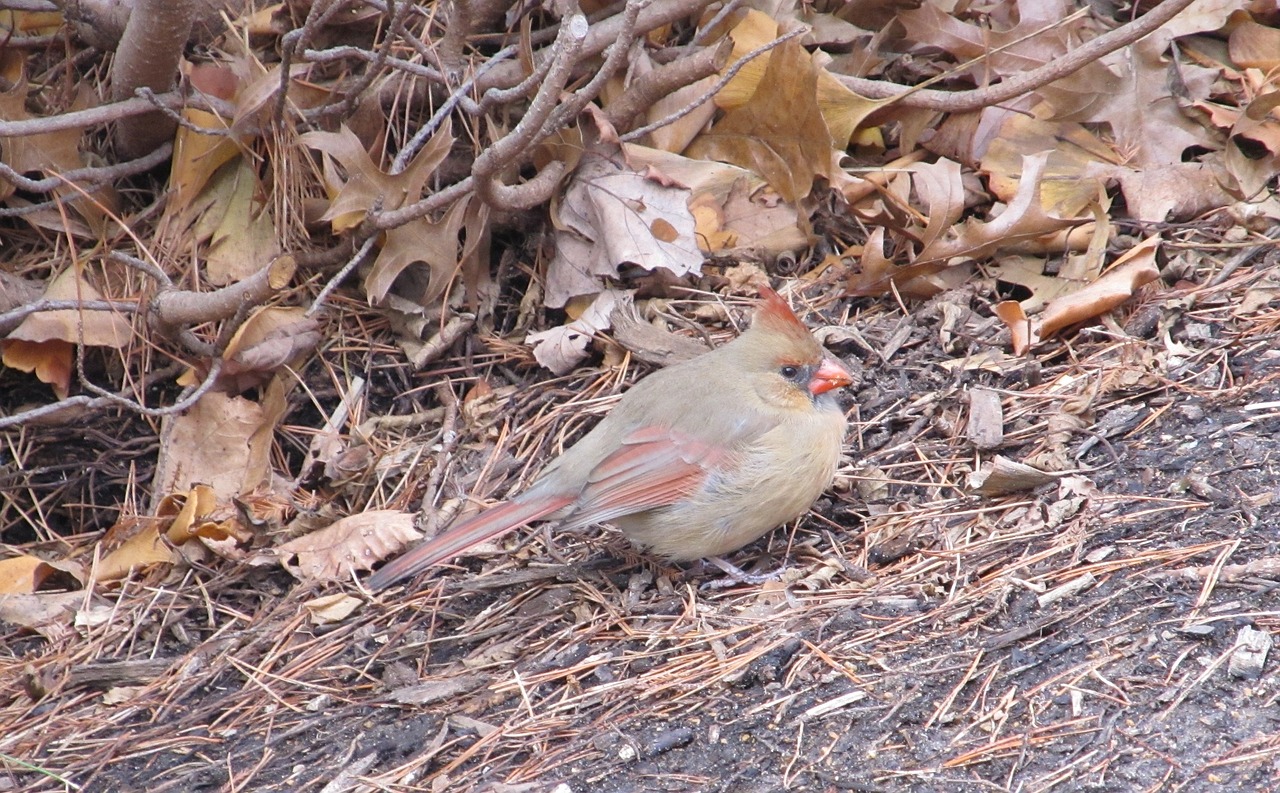 cardinal incline hilly free photo
