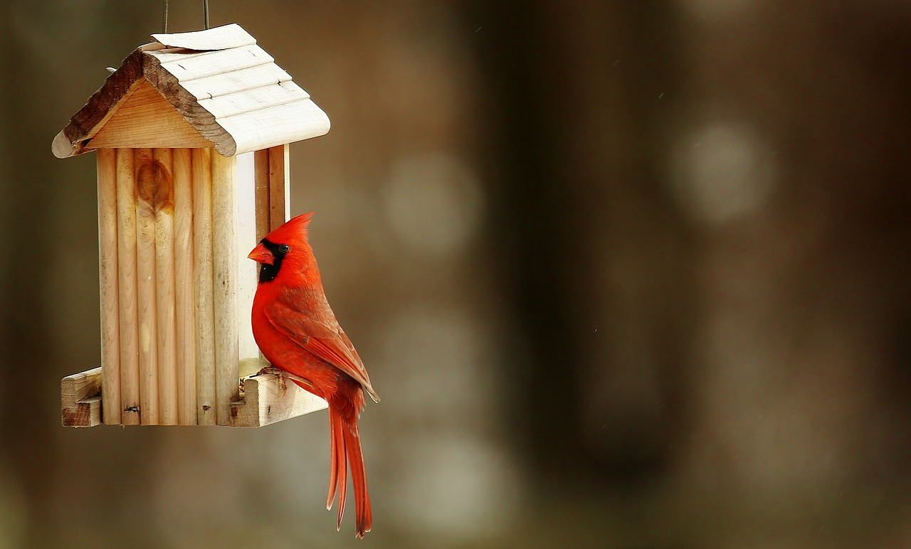 cardinal birdhouse nature free photo