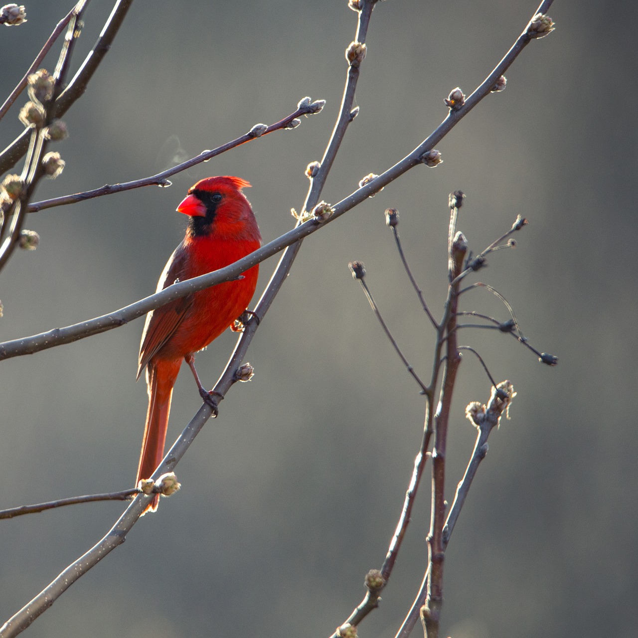 cardinal bird red free photo