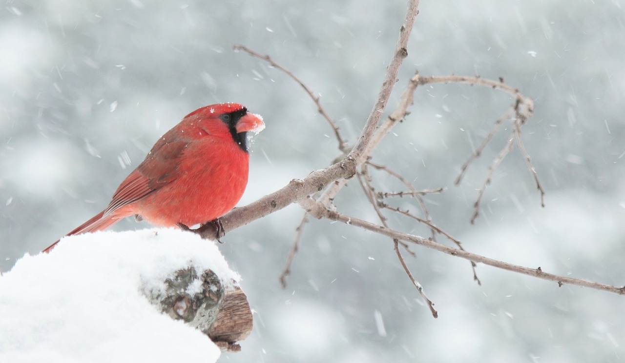 cardinal red snow free photo