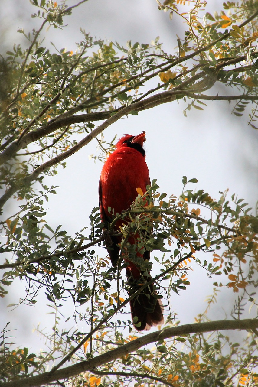 cardinal redbird wildlife free photo