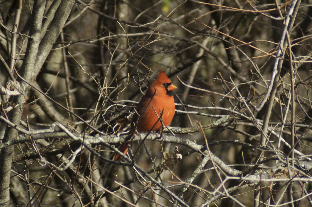 cardinal bird trees free photo