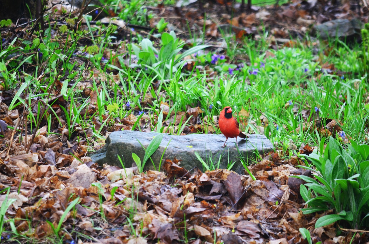 cardinal red bird free photo