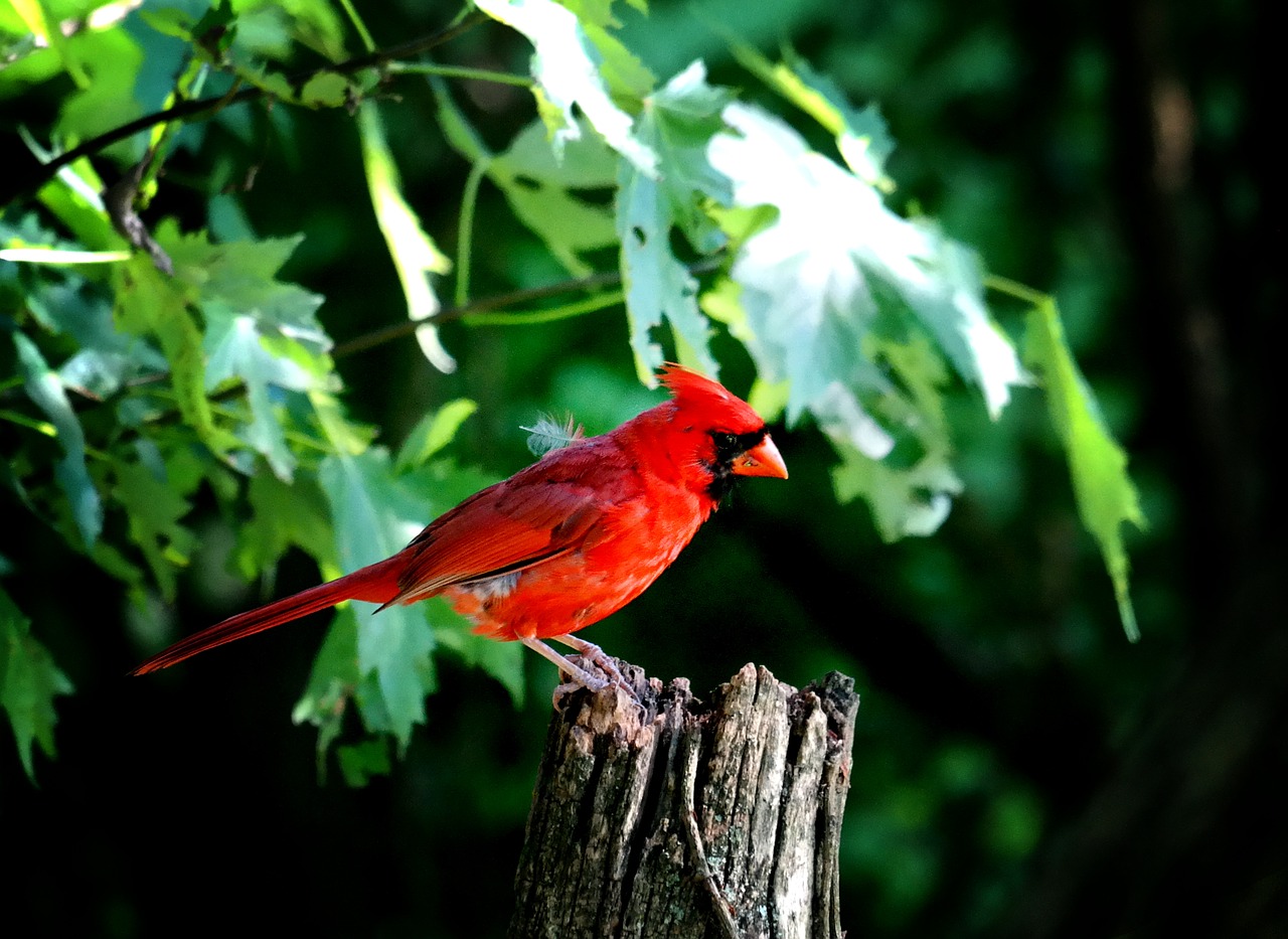 cardinal male cardinal red bird free photo