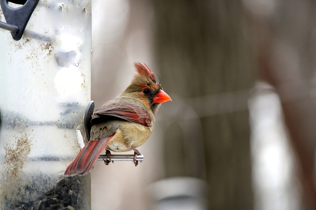 cardinal bird feeder free photo