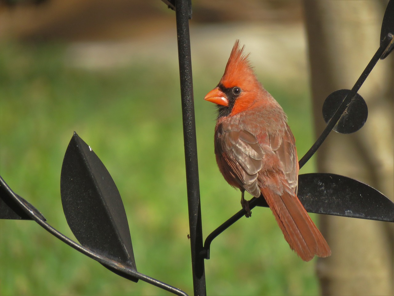 cardinal song bird bird free photo