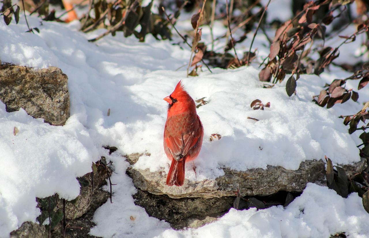 cardinal winter redbird free photo