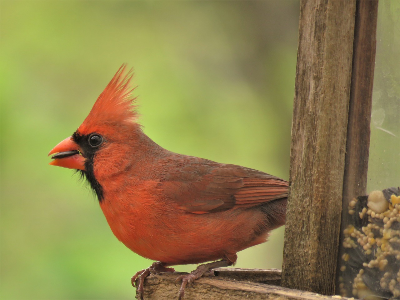 cardinal red bird free photo