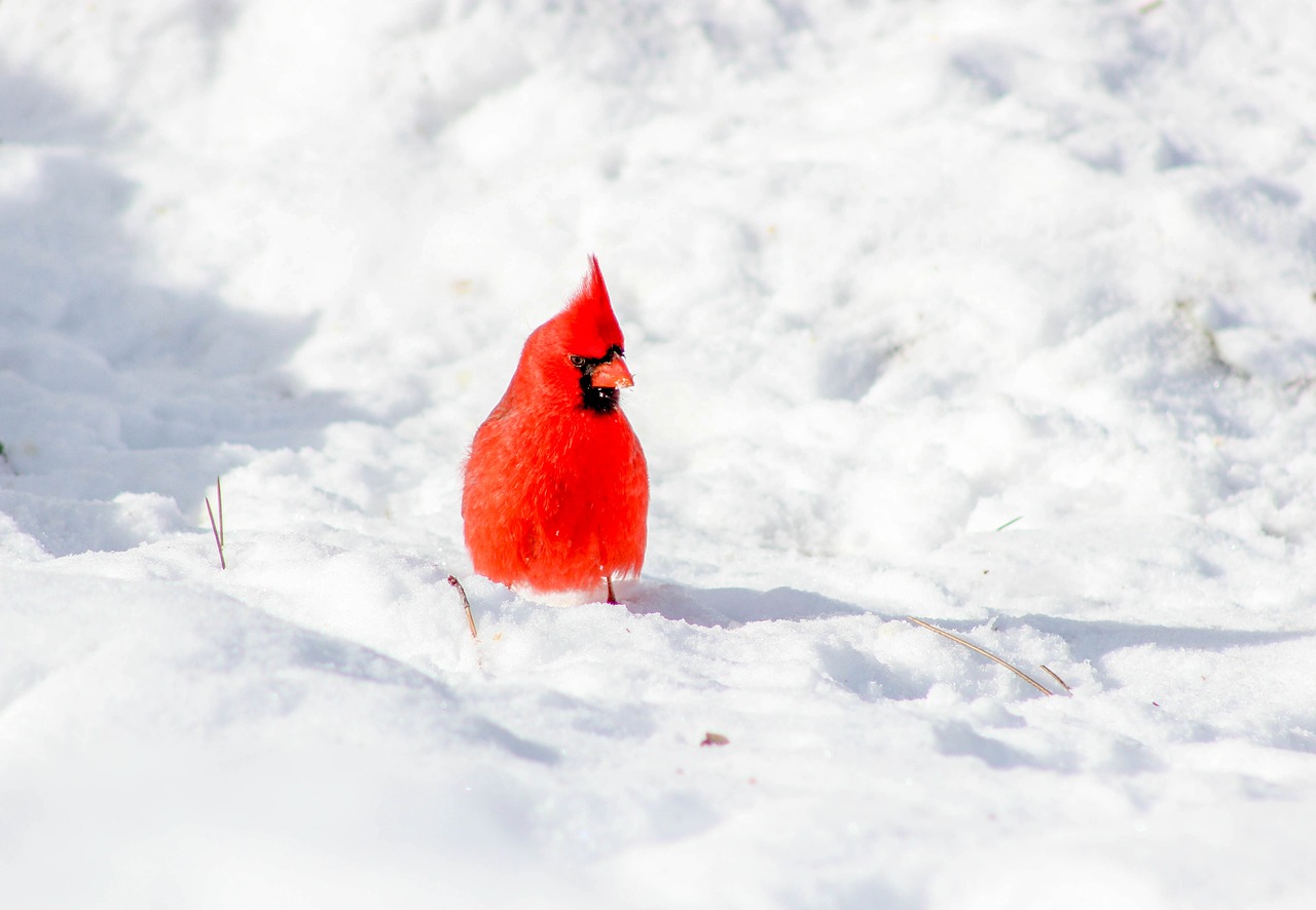 cardinal bird snow free photo