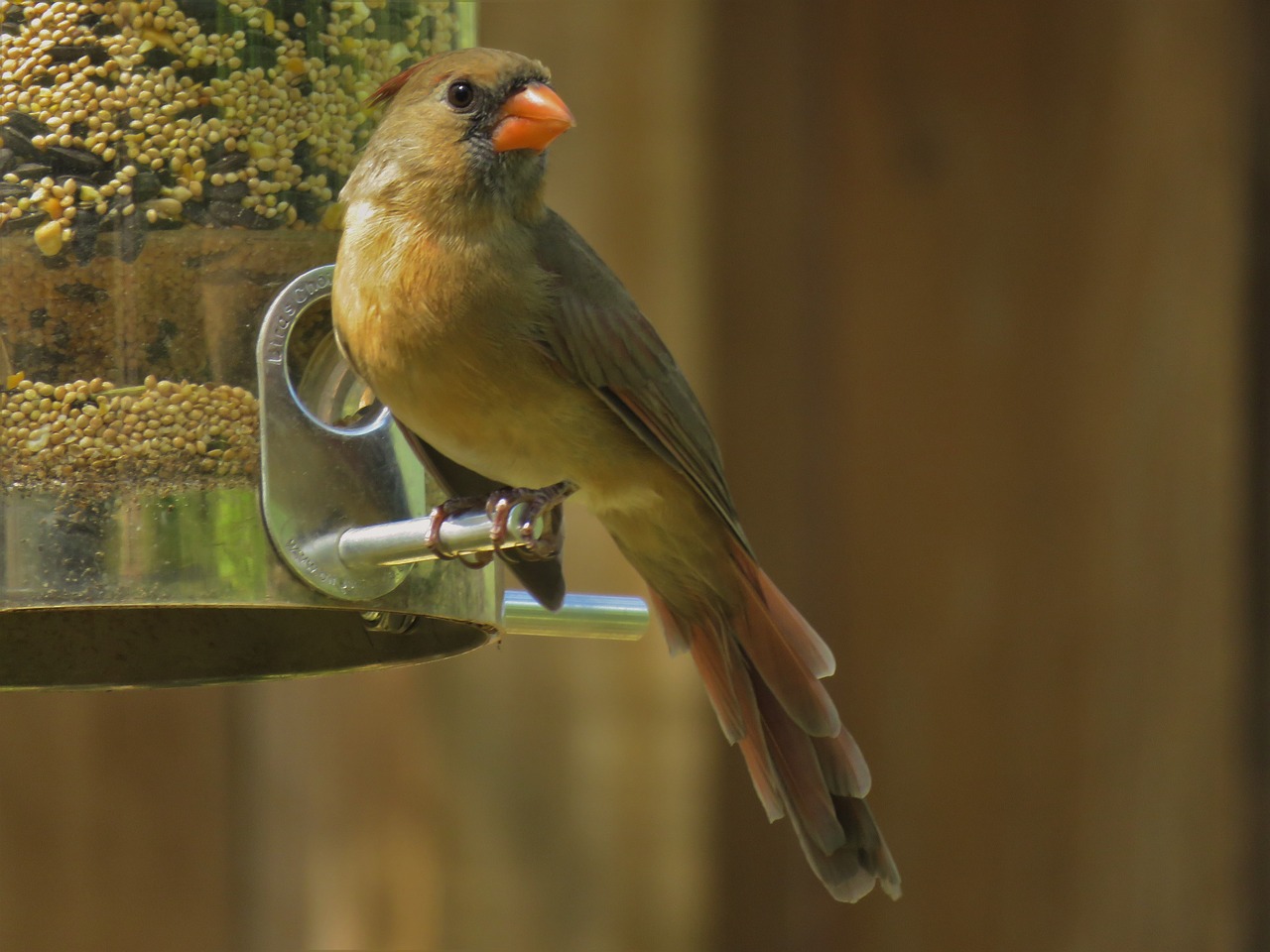cardinal  female  natural free photo