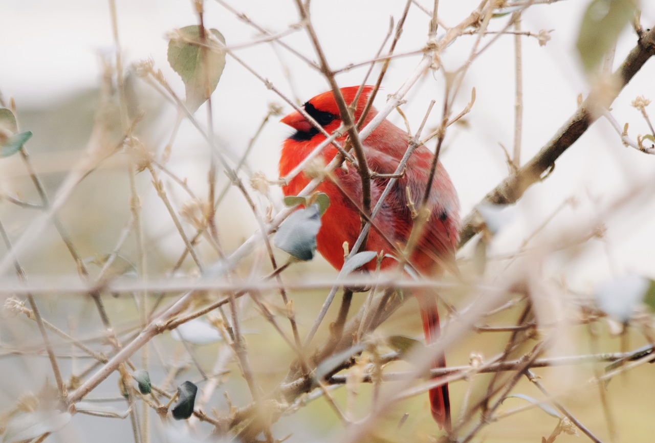 cardinal  bird  tree free photo
