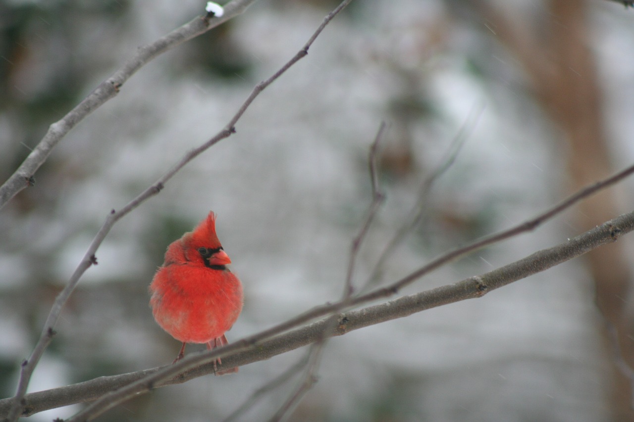 cardinal  bird  winter free photo