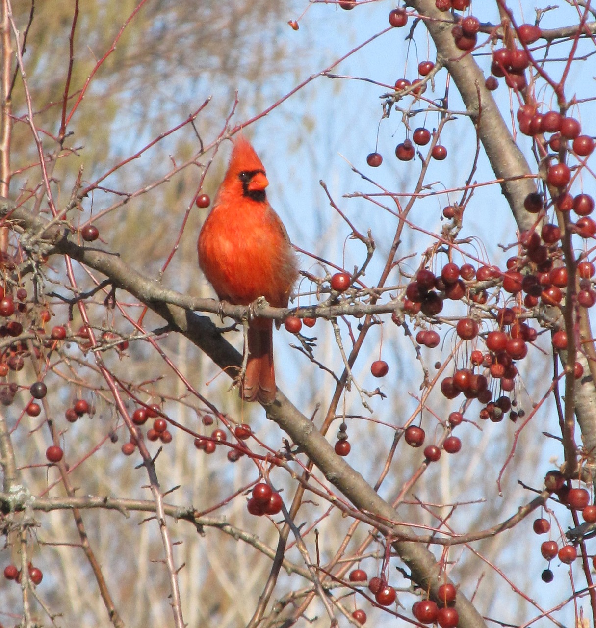 cardinal  male  redbird free photo