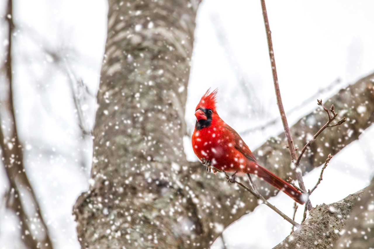 cardinal  snow  nature free photo