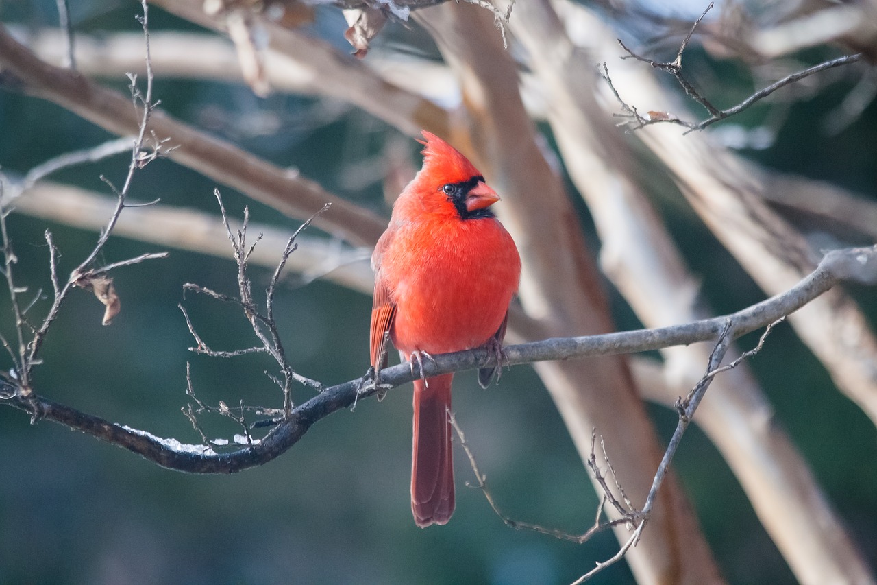 cardinal  bird  red free photo