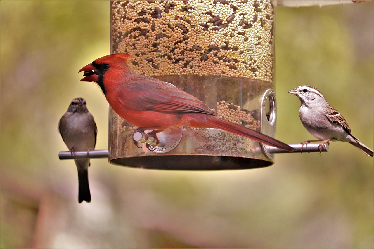 cardinal  red bird  male free photo