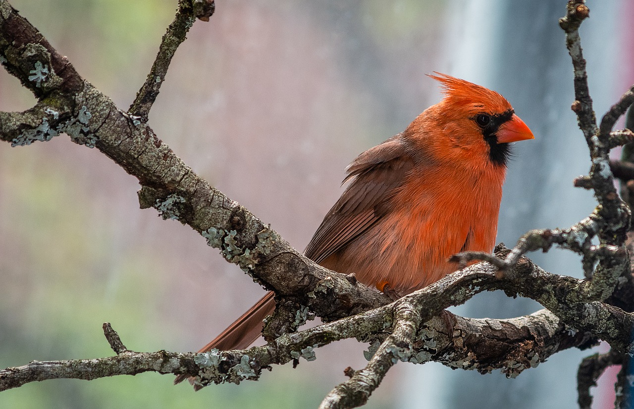 cardinal  songbird  male free photo
