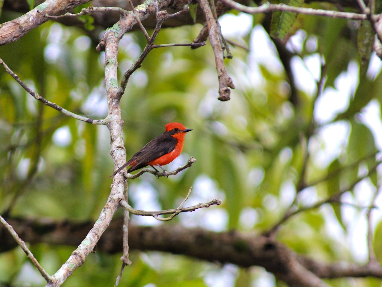 cardinal  ave  bird free photo