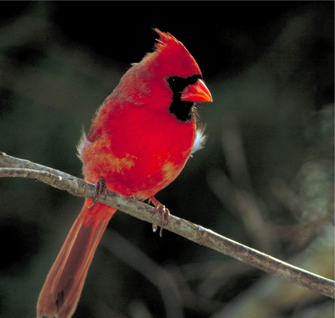 cardinal bird perched free photo