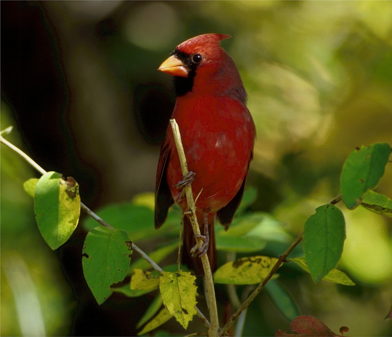 cardinal redbird songbird free photo