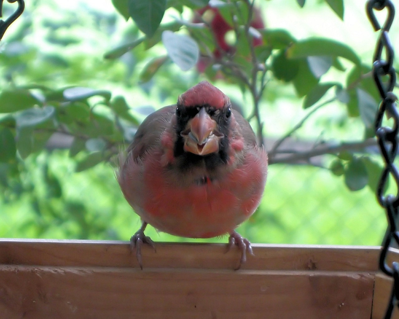 cardinal bird red free photo