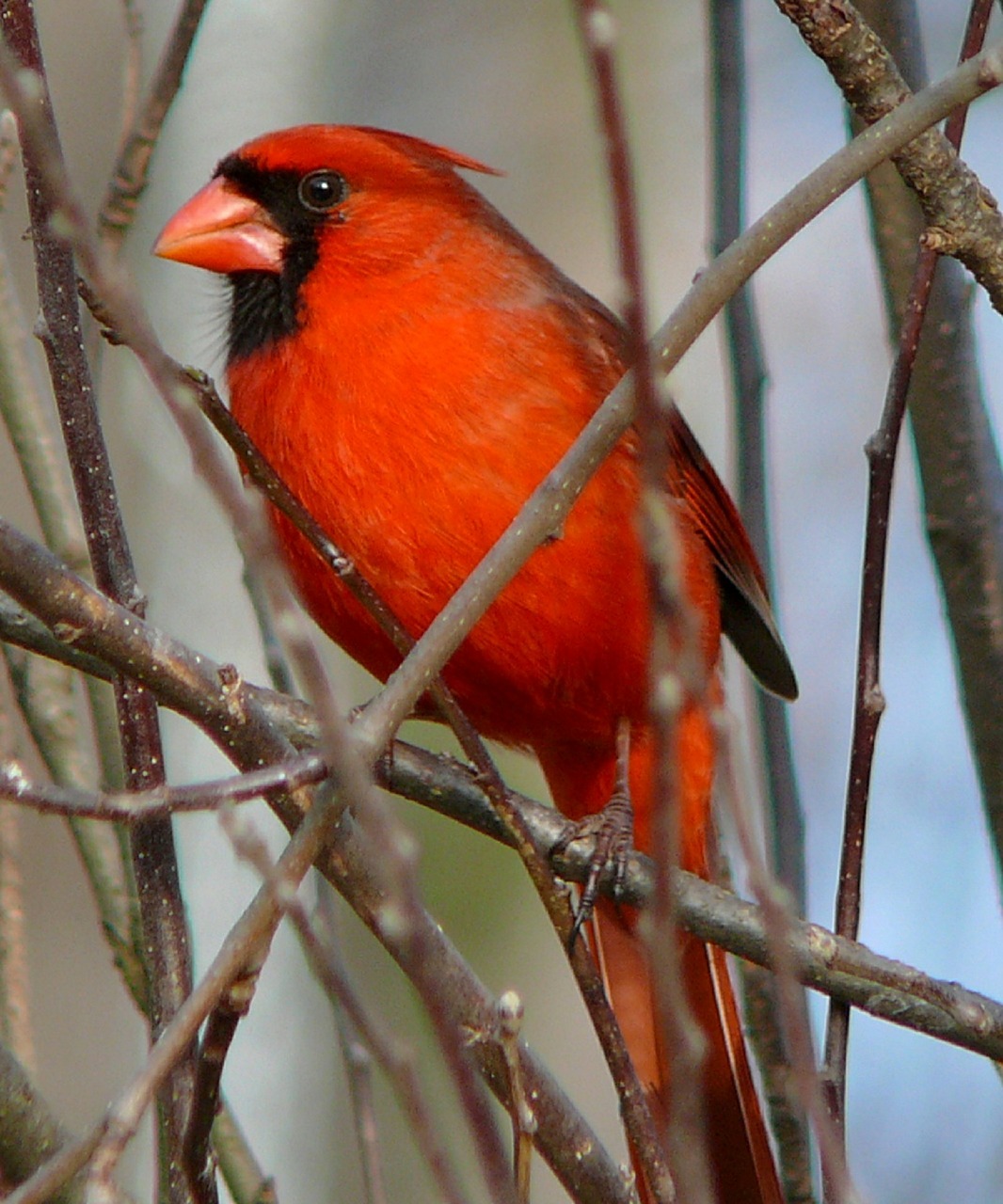 cardinal northern male free photo