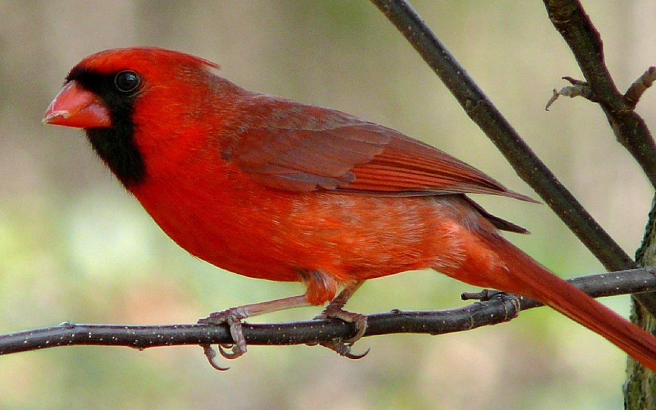 cardinal northern male free photo