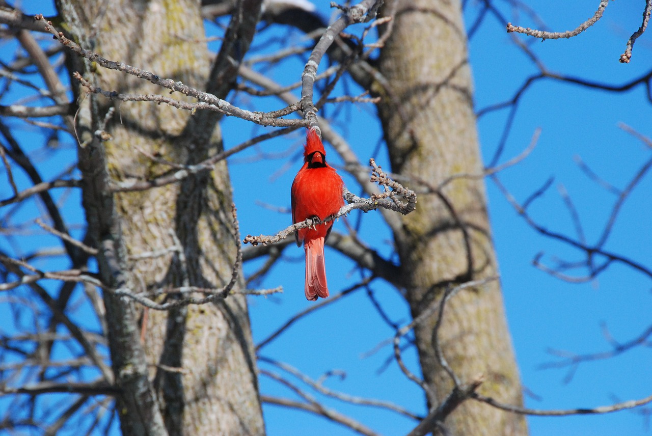 cardinal red tree free photo