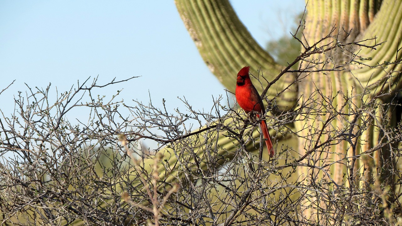 cardinal saguaro cactus sonoran desert free photo