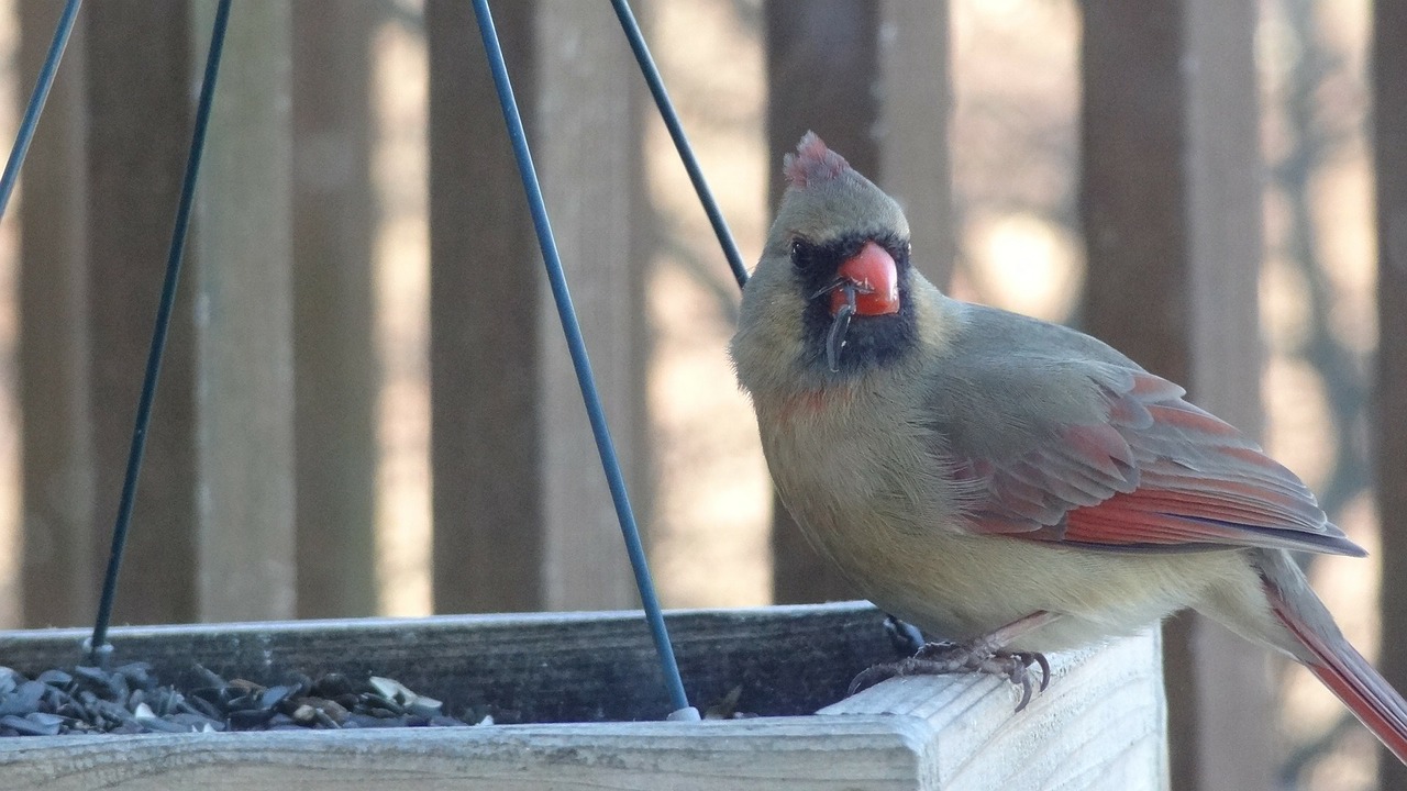 cardinal nature bird feeder free photo