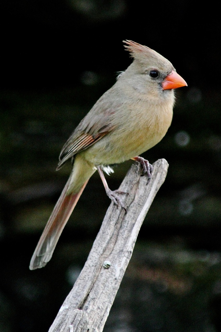 cardinal female redbird free photo
