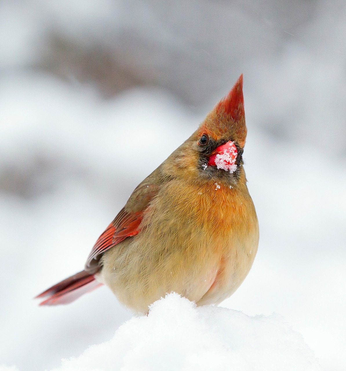 cardinal female bird free photo