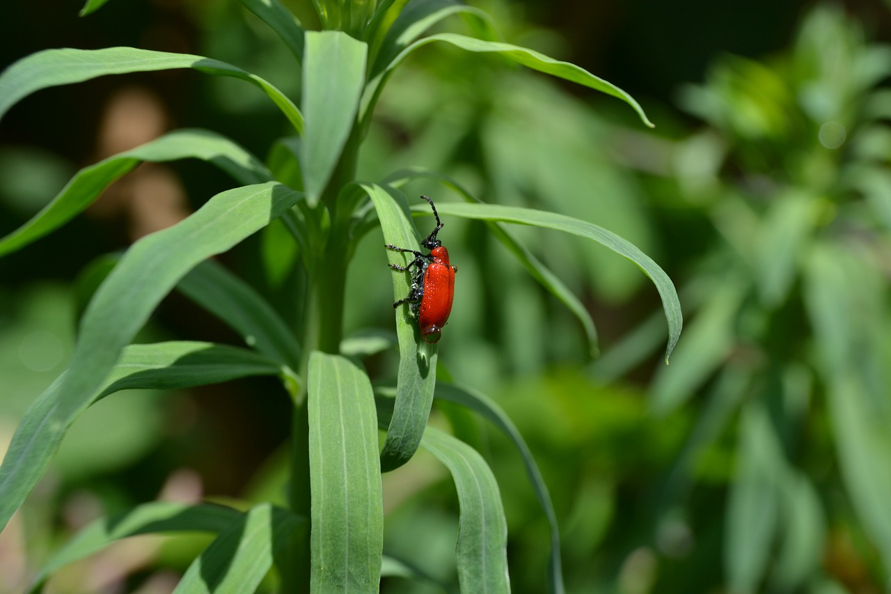 cardinal beetle beetle green free photo