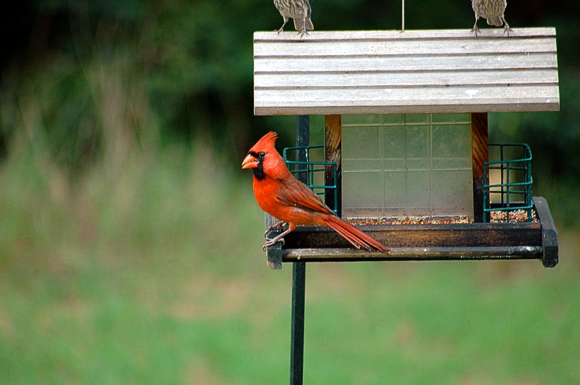 cardinal bird avian free photo