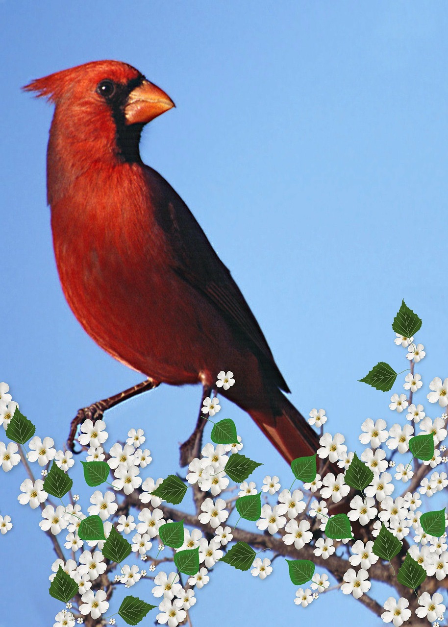 cardinal male flowering branch carddigital free photo